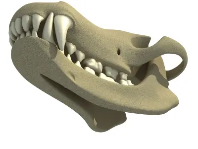 Wolf Fox Skull 3D model