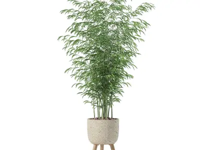 Bamboo in modern flower pot 3D model