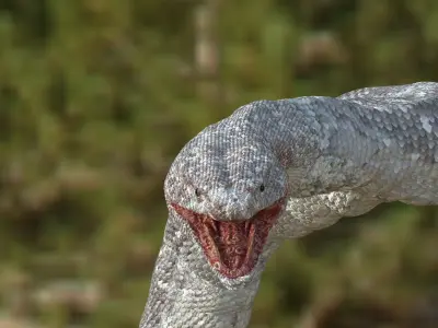 King White Snake Low-poly 3D model