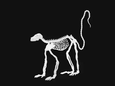 Lemur skeleton 3D model