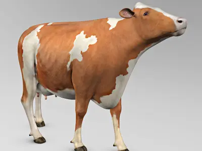 Cow Ayrshire 3D model