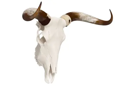 Cattle Cow Skull and Horns 3D model