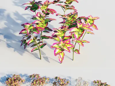 coleus plant-3 3D model