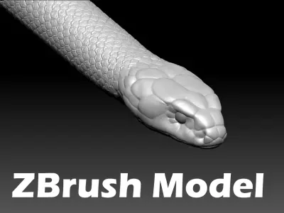 Cobra Zbrush Model 3D model