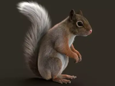 Brown Squirrel Fur Rigged 3D model