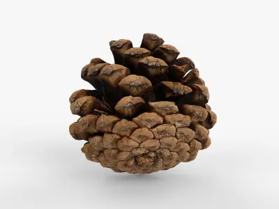 Photorealistic 3D scan of pine conifer cone Low-poly 3D model