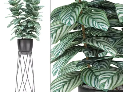 Plant in Pot Flowerpot Exotic Plant 3D model