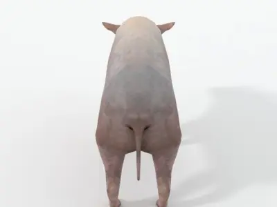 Babirusa warthog Low-poly 3D model