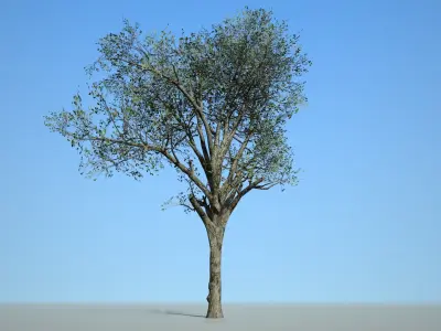 Broadleaf 002 Low-poly 3D model