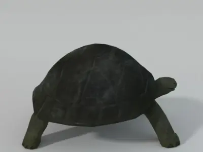 Tortoise turtle Low-poly 3D model