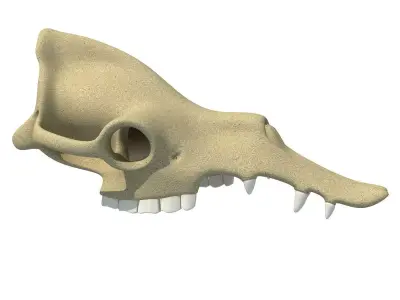 Camel Skull 3D model