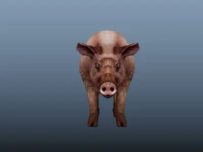 Pig Animated VFX Grace Low-poly 3D model