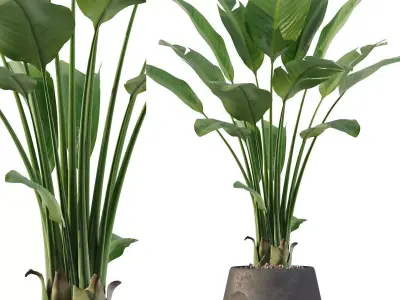 Strelitzia in black pot 3D model