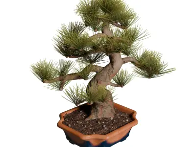 Pine Bonsai in Pot Low-poly 3D model