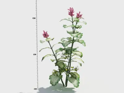 Lamium plant with flowers 3D model