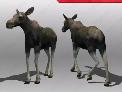 Baby Moose Animated 3D model