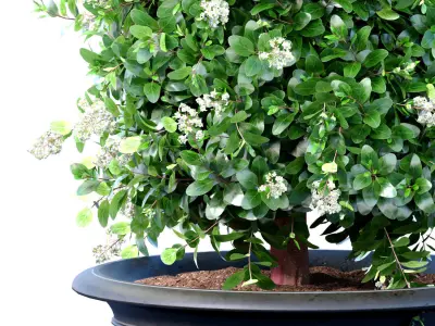 Decorative tree bush plant in a classic garden pot  3D model