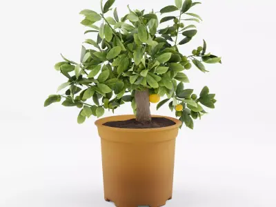 Citrus Calamondin Philippine Lime 3D Model Low-poly 3D model