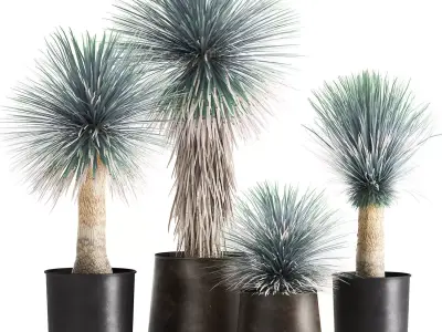 Yucca rostrata in a flowerpot for the interior 1014 3D model