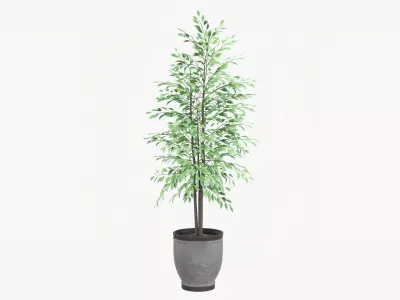 Decorative potted tree 02v2 3D model