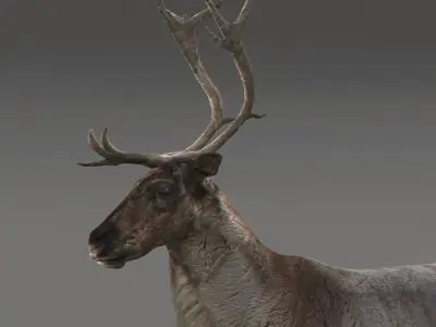 Rigged Reindeer 3D model