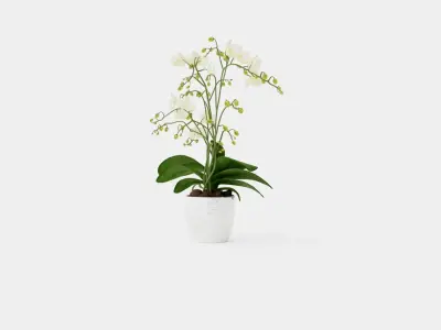 Phalaenopsis hybrid Wild White Low-poly 3D model