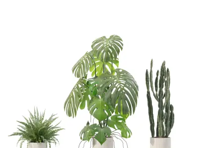 Plants collection 212 - monstera ficus cactus fern 3D model