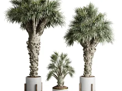 Palm Tree in a concrete pot - set indoor plant 594 3D model