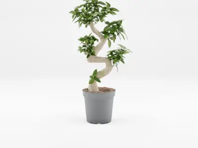 Collection of Chinese Banyan Tree 3D Models - 5 Models