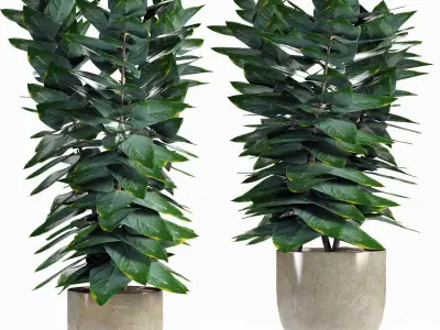 Collections Plants 5 3D model