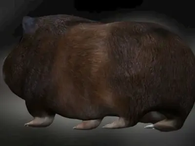 Guinea Pig Hamster Low-poly 3D model