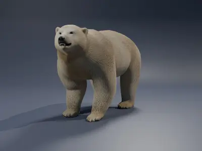 Polar Bear 3D model 2