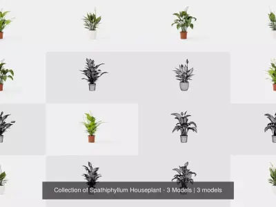 Collection of Spathiphyllum Houseplant - 3 Models