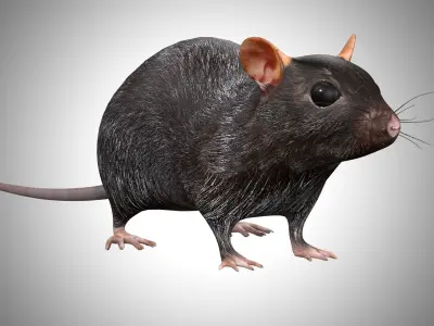 Rat Rig Low-poly 3D model
