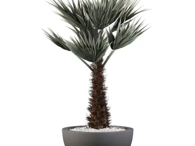 Chamaerops palm 3D model