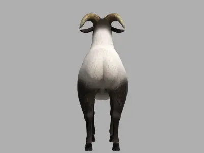 sheep Ram Ewe goat 3D model