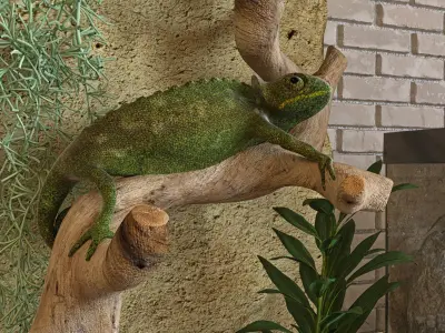 Reptiles terrarium Decoration  Low-poly 3D model