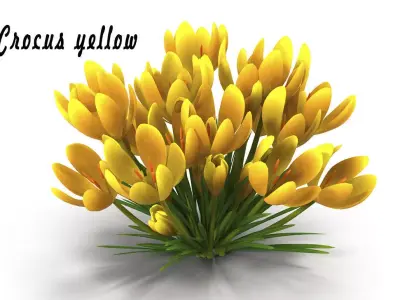 Crocus yellow 3D model