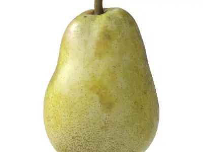 Kieffer Pear 3D model