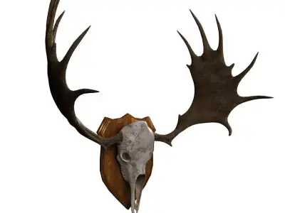 Moose Skull  Low-poly 3D model