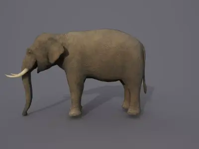 African Elephant 3D model