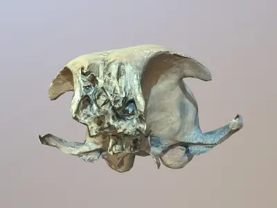 Photorealistic scanned small skull of rodent  Low-poly 3D model