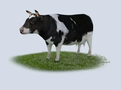 Dairy Cow holstein friesian black white cattle domesticated 3D model