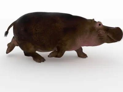 Hippopotamus - 3D model