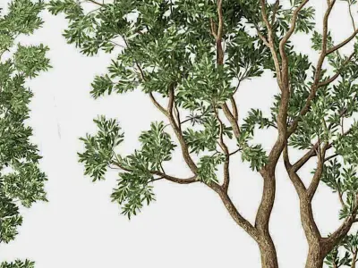 Potting Green Plant Modern 3D model