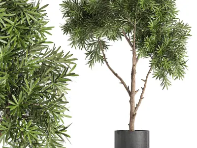 Decorative tree in a black flowerpots 743 3D model