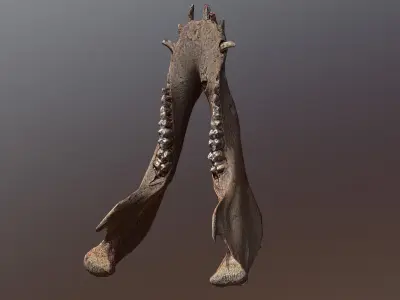 photorealistic 3D scanned wild boar lower jaw  Low-poly 3D model