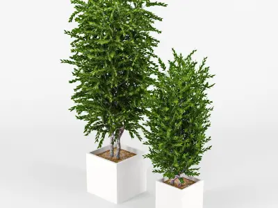 Eucalyptus two potted plants 3D model