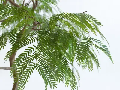 Everfresh Tree 1M - Cojoba arborea var angustifolia 3D model