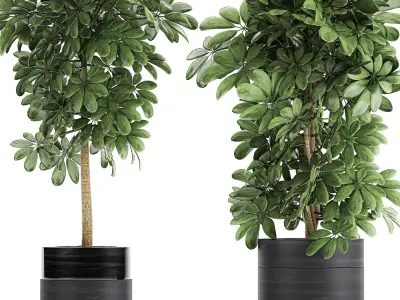 Decorative Schefflera in flowerpots 763 3D model